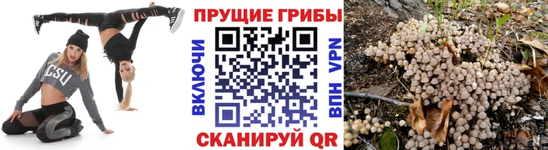 Купить где  Енисейск  Псилоцибиновые грибы прущие грибы 